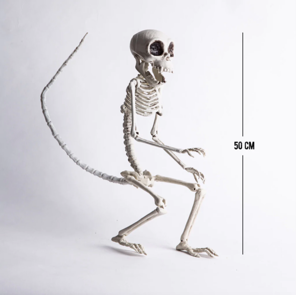 Esqueleto Mono Frank and Mortis